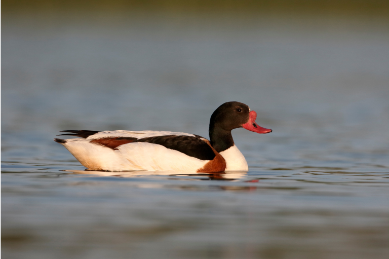 Пеганка (Tadorna tadorna)