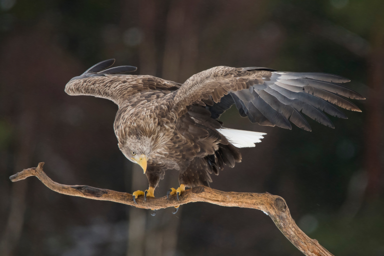 Орлан-белохвост (Haliaeetus albicilla)