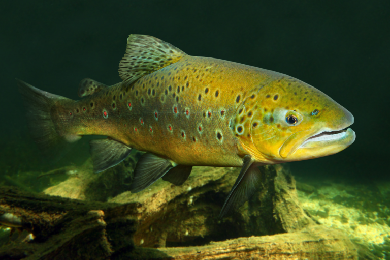 Кумжа (Salmo trutta)