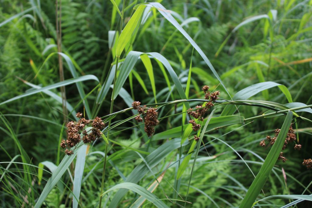 Рис. 22. Cladium mariscus (меч-трава обыкновенная) на сплавине оз. Омчино