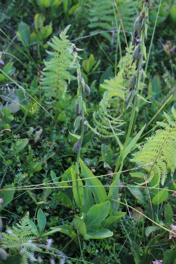 Рис. 3. Орхидея Epipactis palustris (дремлик болотный) (Красная книга Балтийского региона)