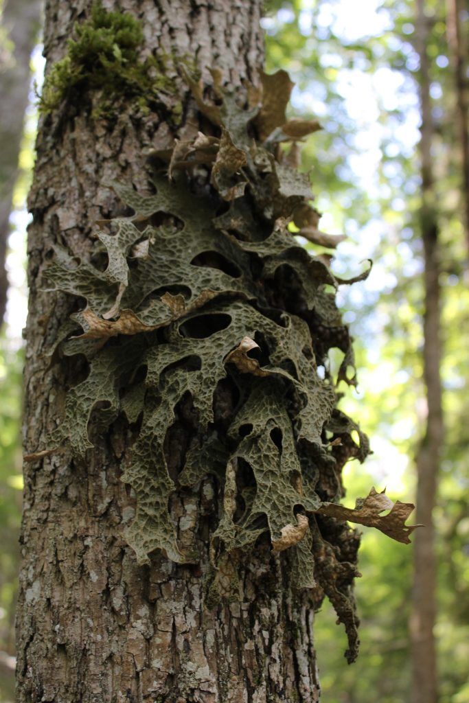 Рис. 16. Lobaria pulmonaria (лобария легочная) (Красная Книга Российской Федерации: категория статуса – сокращающийся в численности вид (2 б))