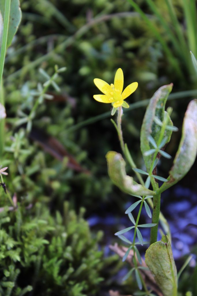 Рис. 6, 7. Охраняемый вид Saxifraga hirculus (камнеломка болотная) на сплавине ключевого болота в долине р. Обла