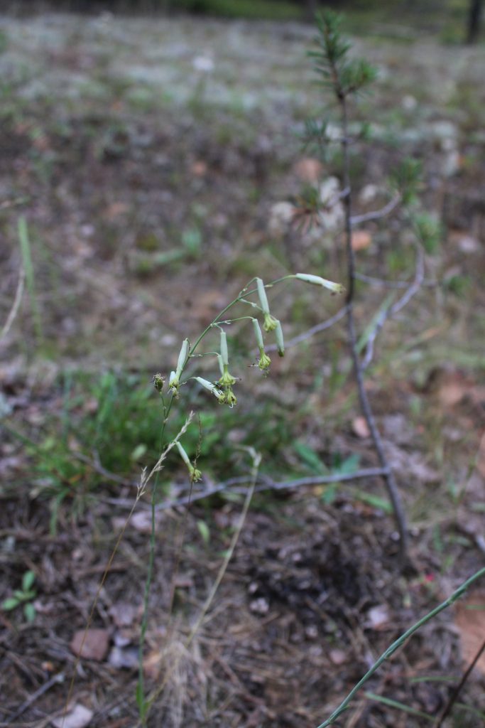 Рис. 17. Silene chlorantha (смолевка зеленоцветковая) на опушке сосняка ксерофитного в урочище Липовые Горы