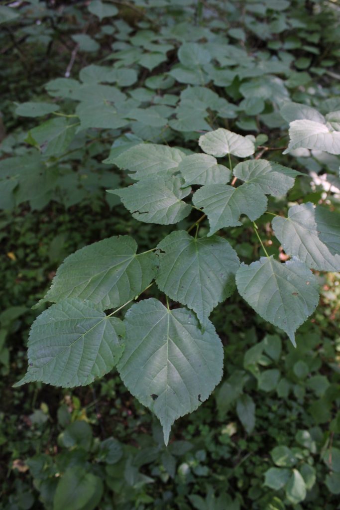 Рис. 12. Tilia cordata (липа сердцевидная) в лесах долины р. Обла