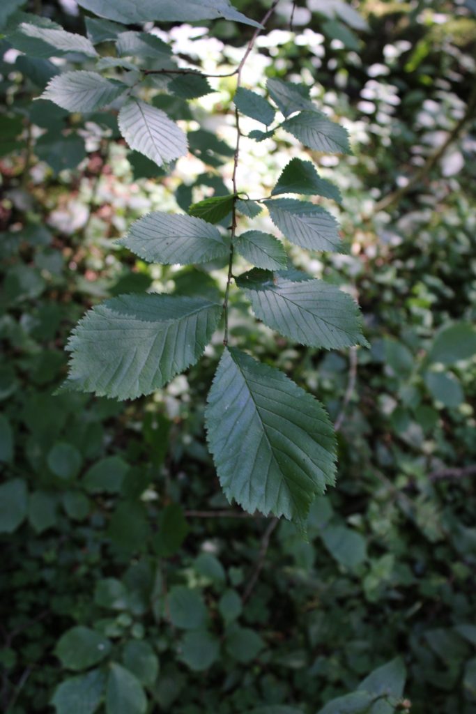 Рис. 11. Ulmus glabra (вяз шершавый) в лесах долины р. Обла