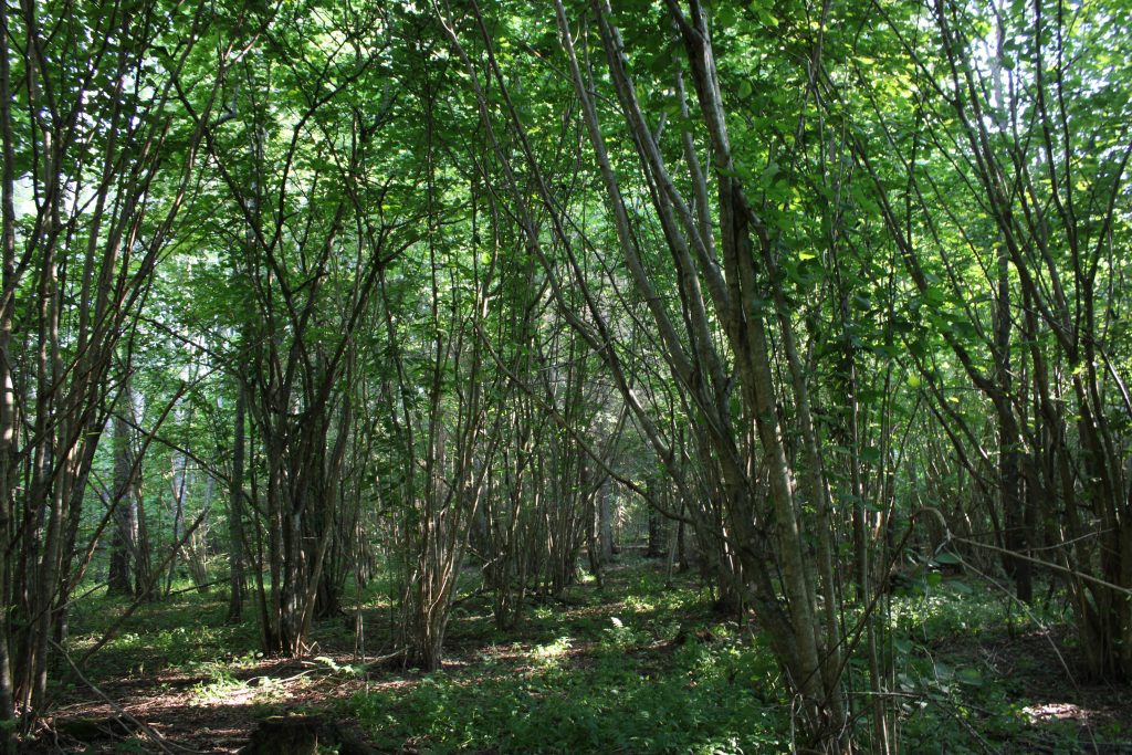 Рис. 14. Лещинник вдоль долины р. Обла