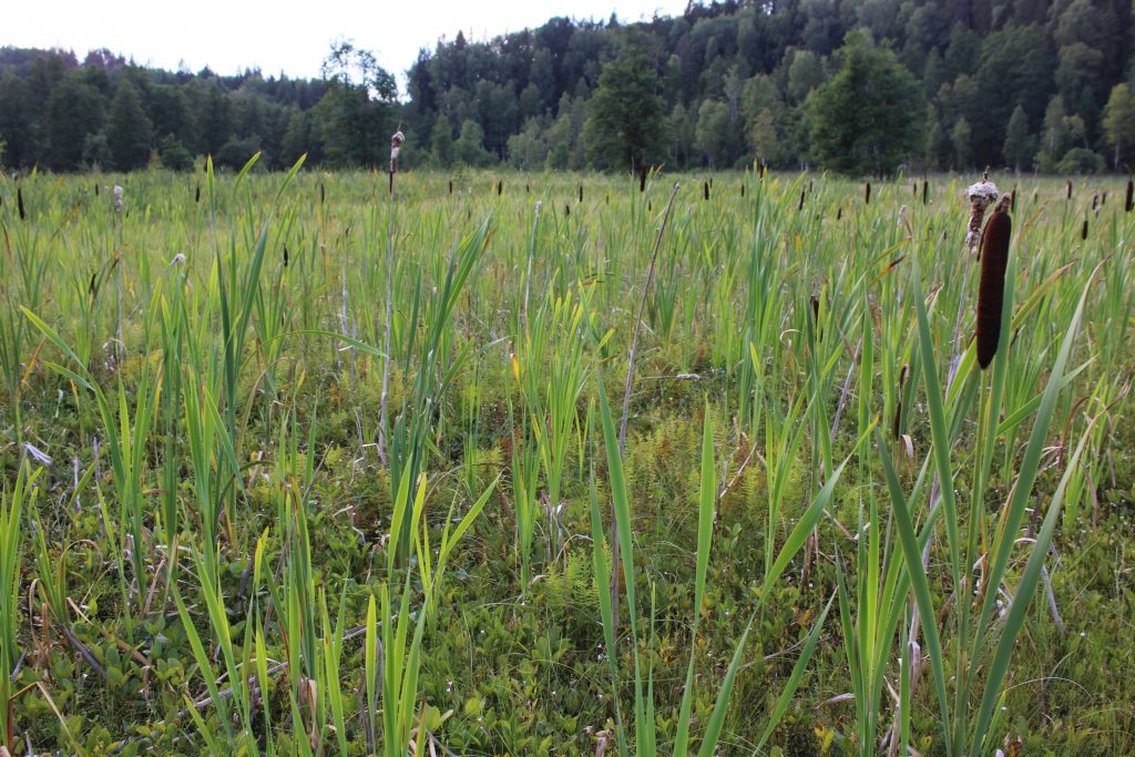 Рис. 1. Низинное ключевое болото в долине р. Обла