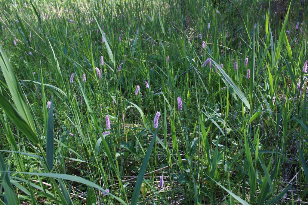 Рис. 2. Обилие Polygonum bistorta (горца змеиного), занесенного в Красную книгу Балтийского региона (категория статуса 4), на низинных болотах в долине р. Обла