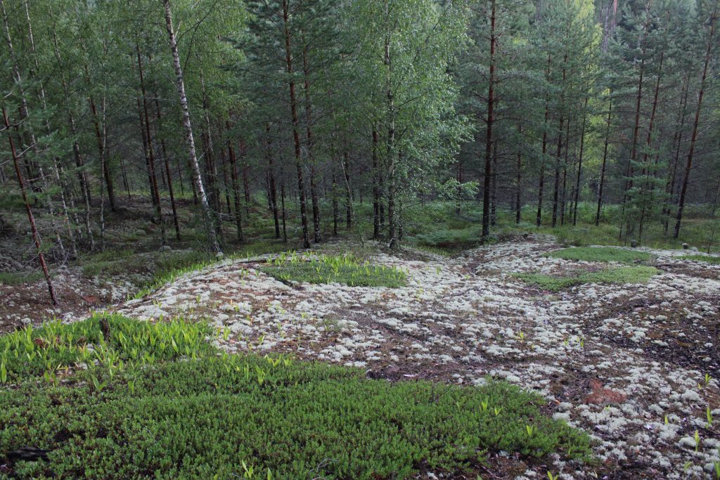 Рис. 20. Открытый участок в нижней части склона камового холма, сформированный за счет водной эрозии и являющийся местообитанием охраняемых боровых и пустошно-боровых видов