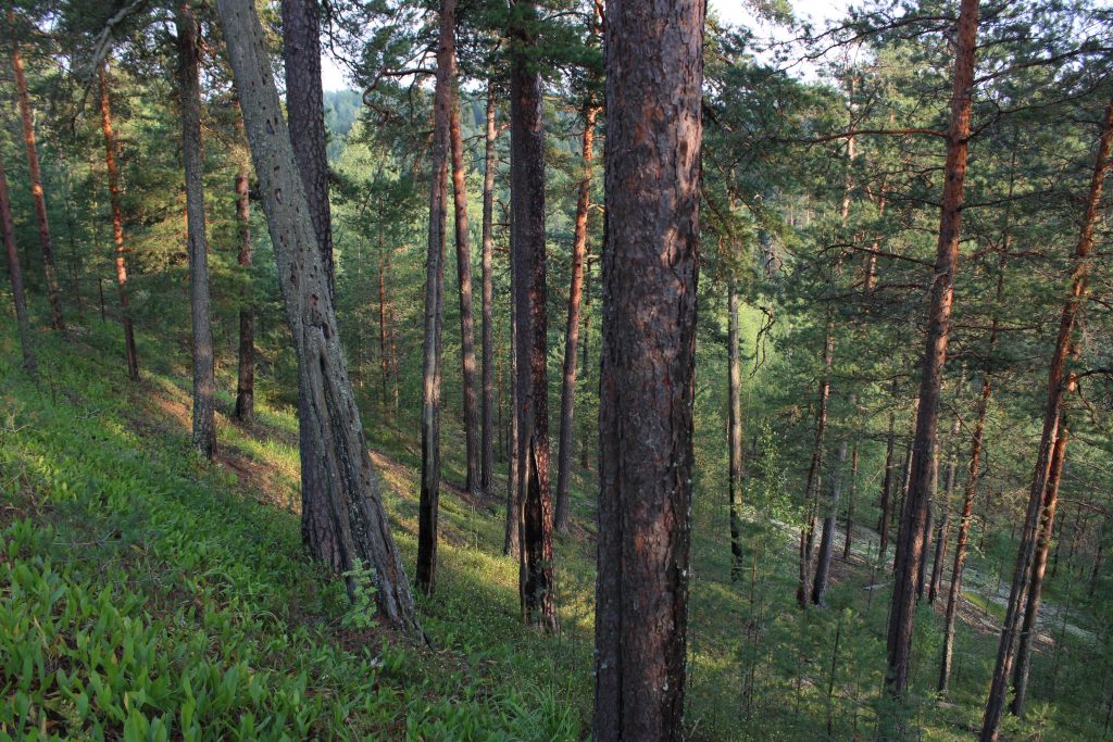 Рис. 19. Старовозрастный биологически ценный сосновый лес со следами нескольких низовых пожаров и обилием в травяно-кустарничковом ярусе охраняемых видов в верхней части склона камового холма