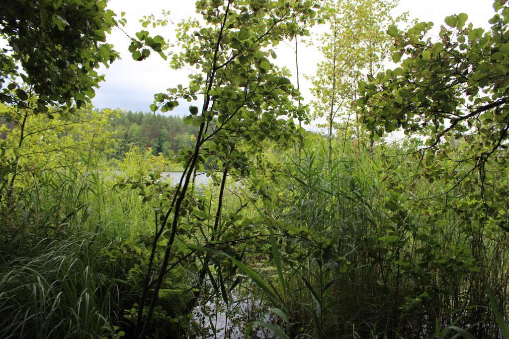 Рис. 21. Сплавина в прибрежной части оз. Омчино