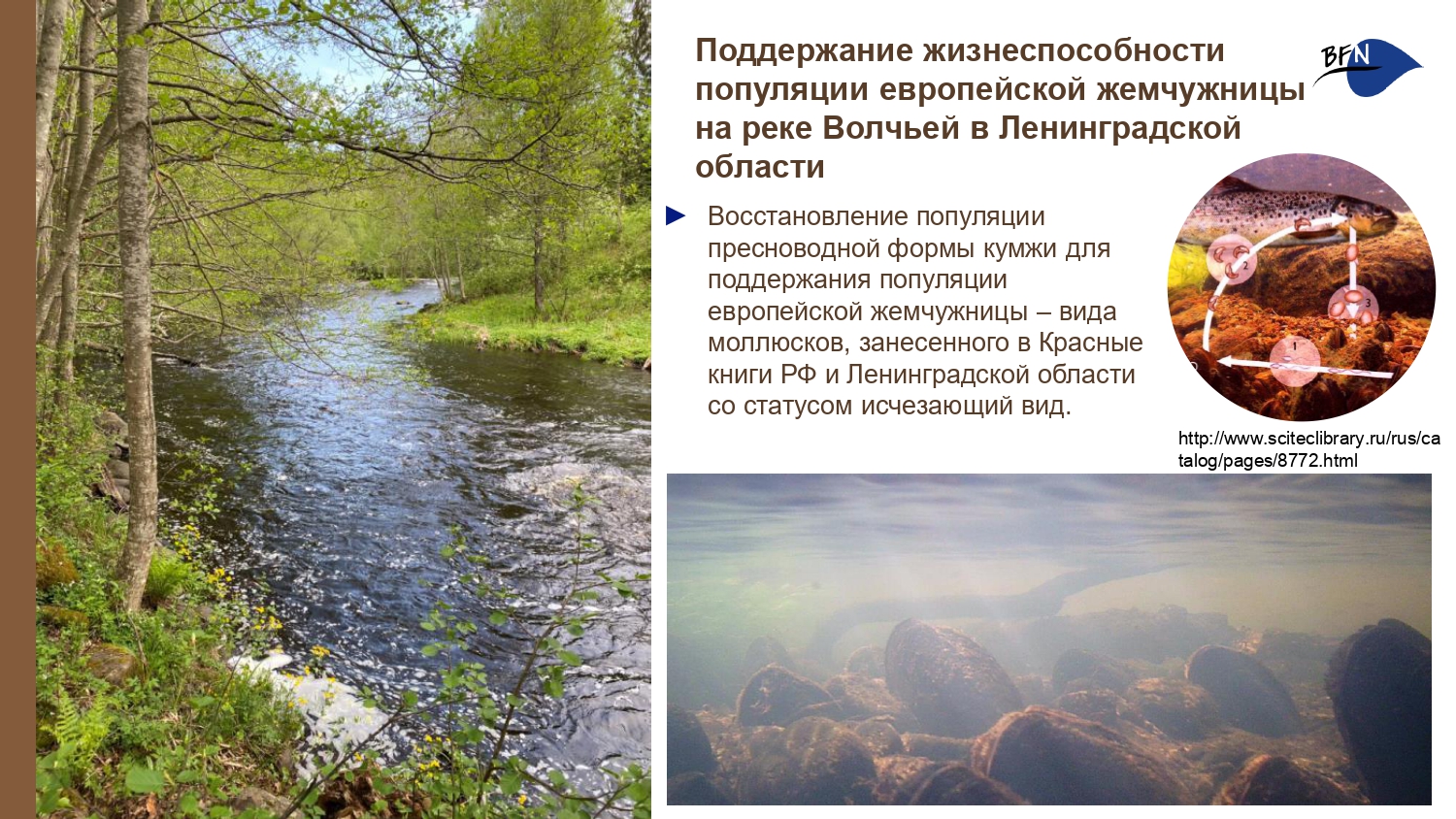 Презентация о БФП_final-17_page-0001