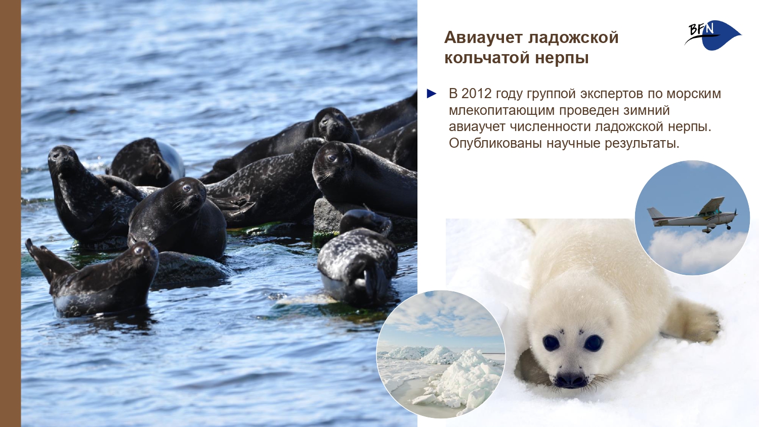 Презентация о БФП_final-7_page-0001