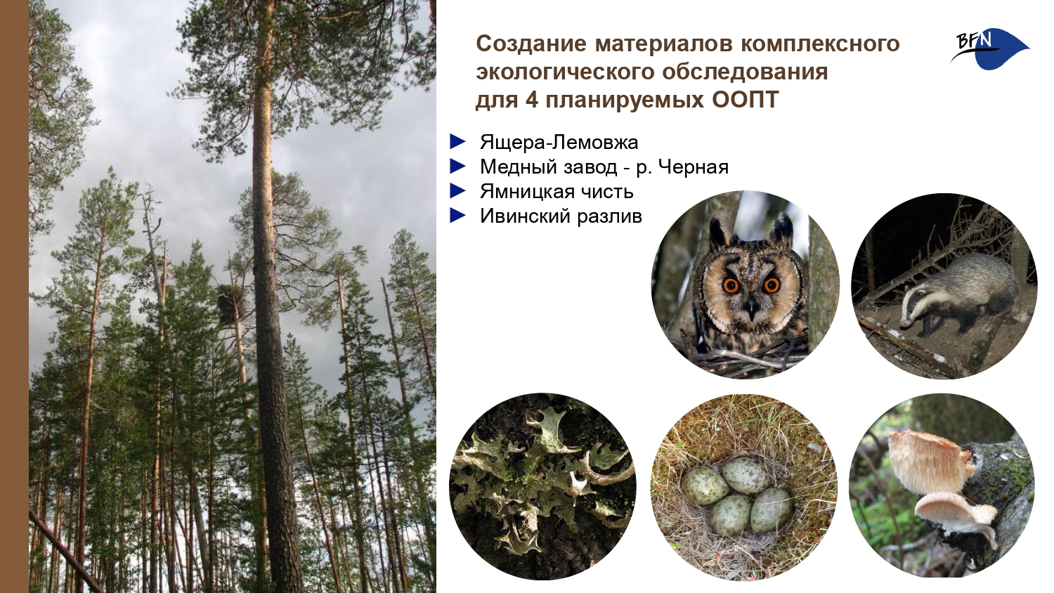 Презентация о БФП_final-9_page-0001