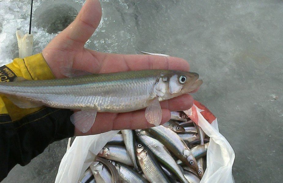 Корюшковый лов 01