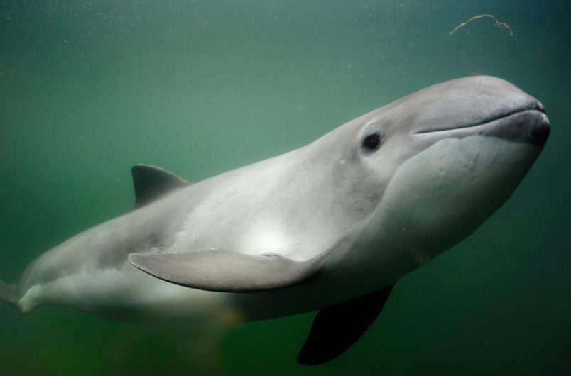 Harbour porpoise (Phocoena Phocoena).